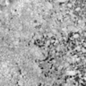 Meet your Posher, Adam